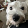 シュナウザー×マルチーズのMIX犬です！ サムネイル4