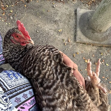 の写真