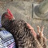 の写真