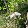シュナウザー×マルチーズのMIX犬です！ サムネイル5