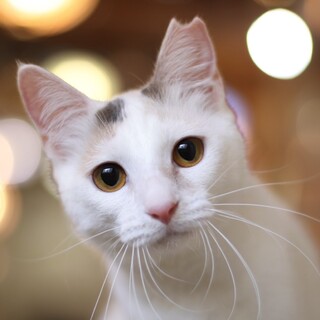 ふわふわの天使！エイルちゃん
