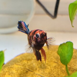 ベタ（オス1匹）＋飼育セット