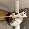 ボウルにぱんぱん でっかくなったよー
