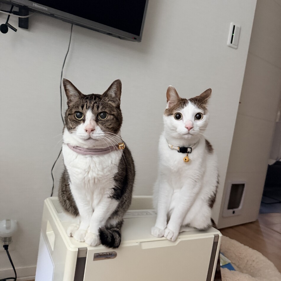 ぐんぞーのカバー写真