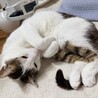 すりすりーごろごろー