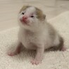 うちにきたばっかりのときのぐんぞー。ミルク大好き