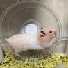りゃな7