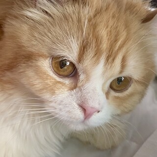おうち決定！まるちゃん
