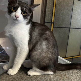 マイペースなふわグレー白美人さん7ヶ月
