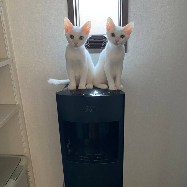 カルイのカバー写真