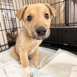 生後4週のとても幼い子犬