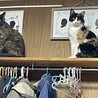 どちらもメス
