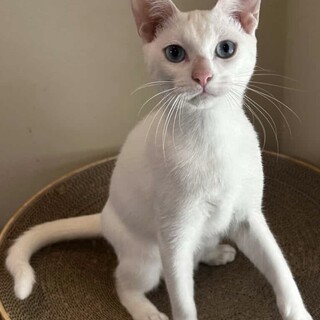 人と猫が大好き！白猫・青い瞳のハイテンション娘