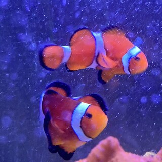 カクレクマノミ　ペア