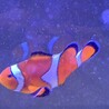 カクレクマノミ　ペア サムネイル2