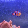 カクレクマノミ　ペア サムネイル3
