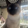 兄弟仲良し¨̮♡シフォンくん サムネイル2