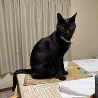 ヘンリー