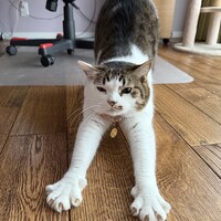 蜜璃