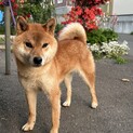 柴犬の男の子 ３歳８ヵ月