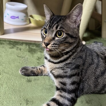 茶々丸