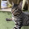 茶々丸