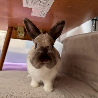 ふわふわほっぺのうさぎのフルールちゃん