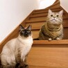 チロル、モモ
