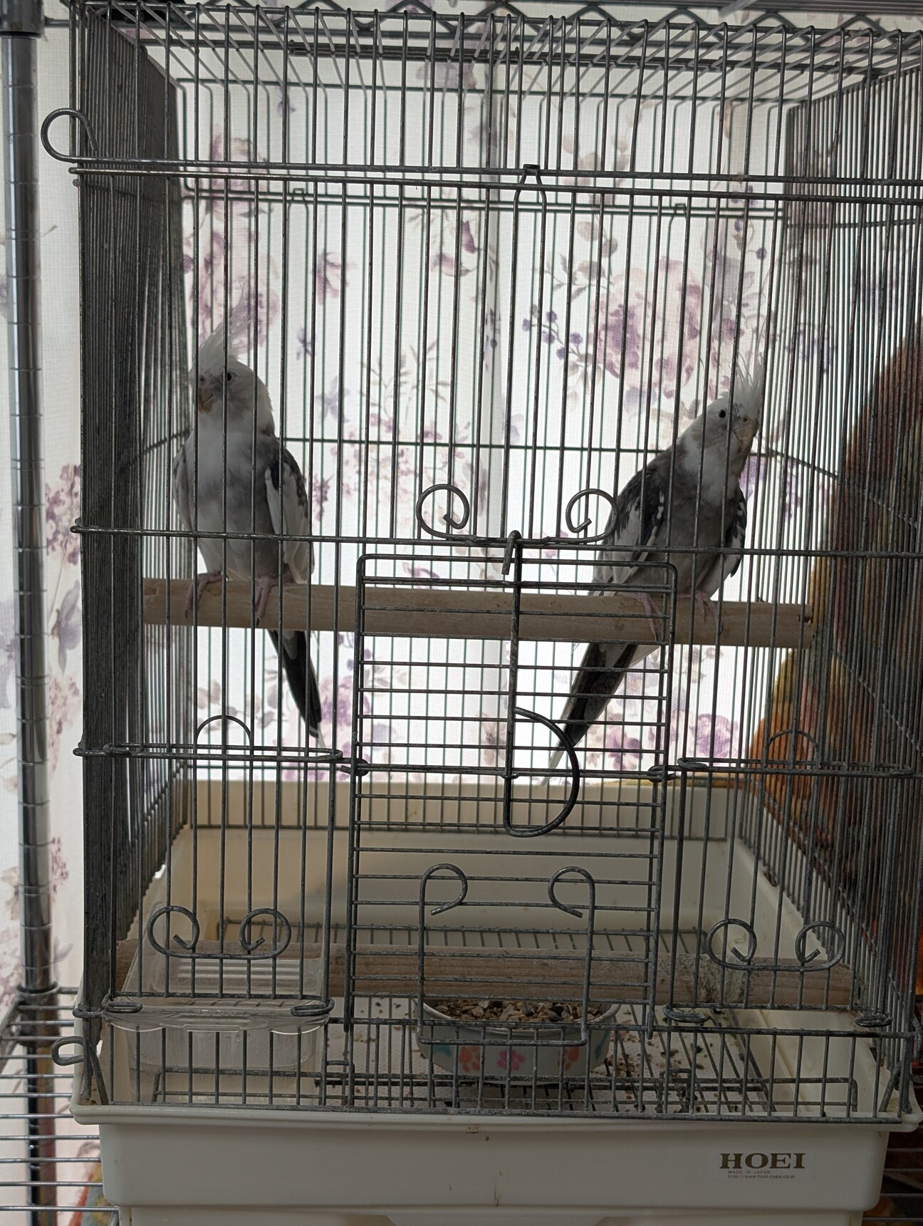 折衝中のため、一時中断します。」大阪府 - 鳥の里親募集(540995