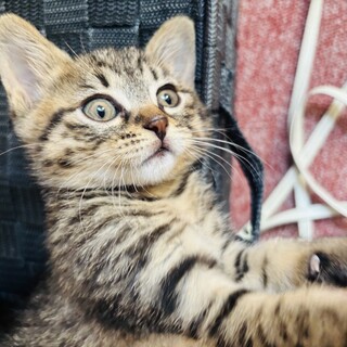 生後1ヶ月元気いっぱい子猫ちゃん！女の子