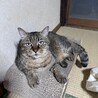 たぬきのねこ