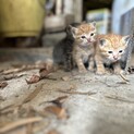 母猫が帰って来ません