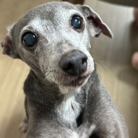 ビビ