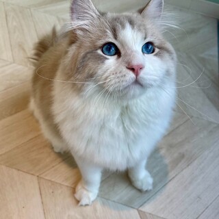 お話し中一時停止キールくんやんちゃなイケメンBOY