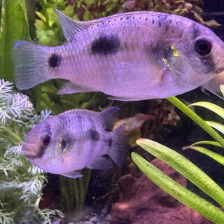レッドフィンオスフロなど」東京都 - 熱帯魚・観賞魚の里親募集