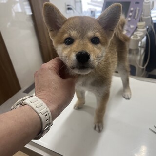 美人な柴犬の赤ちゃん　ももちゃん　メス