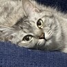 ねね