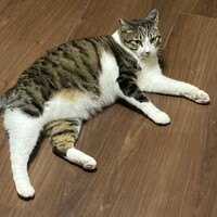 カイ