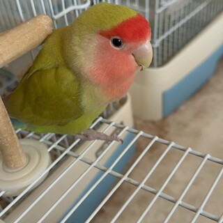 ビビりさんなコザクラインコ︎︎ 