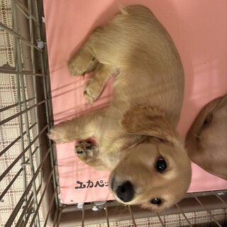 里親様募集♡送料込み。アプリコットちゃん。トップノット。 7ヶ月 アプリコット ト」東京都 - 犬の里親募集(538971) :: ペット