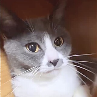 小柄デレデレ甘え子人懐こい花姫