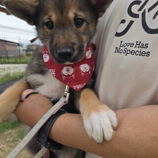 かわいい子犬！るなちゃん