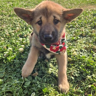 かわいい子犬！三葉ちゃん