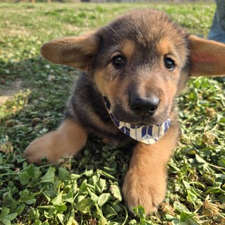 かわいい子犬！四葉ちゃん