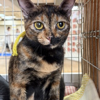 11ヶ月　猫大好き　サビ猫　福ちゃん