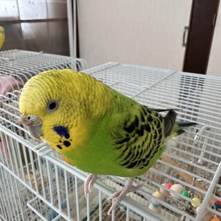 人間大好きセキセイインコ