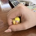 びびりさんなセキセイインコ