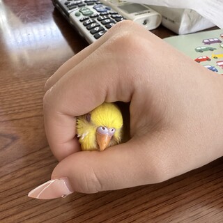 びびりさんなセキセイインコ