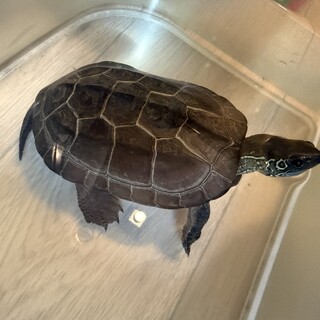 クサガメ 里親さん決まりました