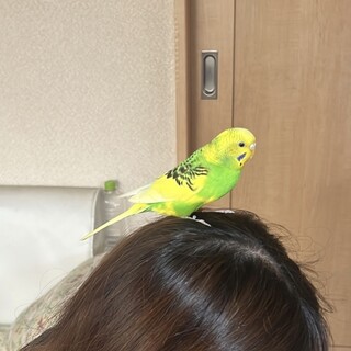 人が大好きお茶目なインコ